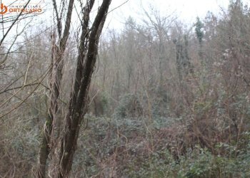 Foto 4 - Terreno agricolo Sagrado - foto 4