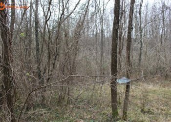 Foto 5 - Terreno agricolo Sagrado - foto 5