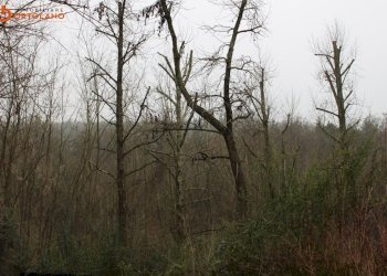 Foto 7 - Terreno agricolo Sagrado - foto 7