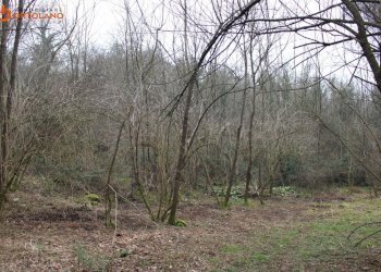 Foto 9 - Terreno agricolo Sagrado - foto 9