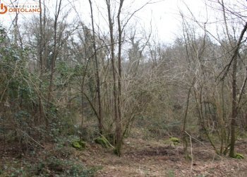 Foto 10 - Terreno agricolo Sagrado - foto 10