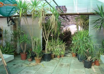 Foto 3 - Azienda agricola Romans d'Isonzo - foto 3