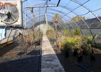 Foto 6 - Azienda agricola Romans d'Isonzo - foto 6