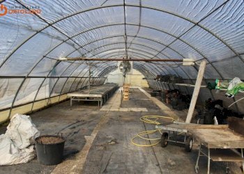 Foto 10 - Azienda agricola Romans d'Isonzo - foto 10