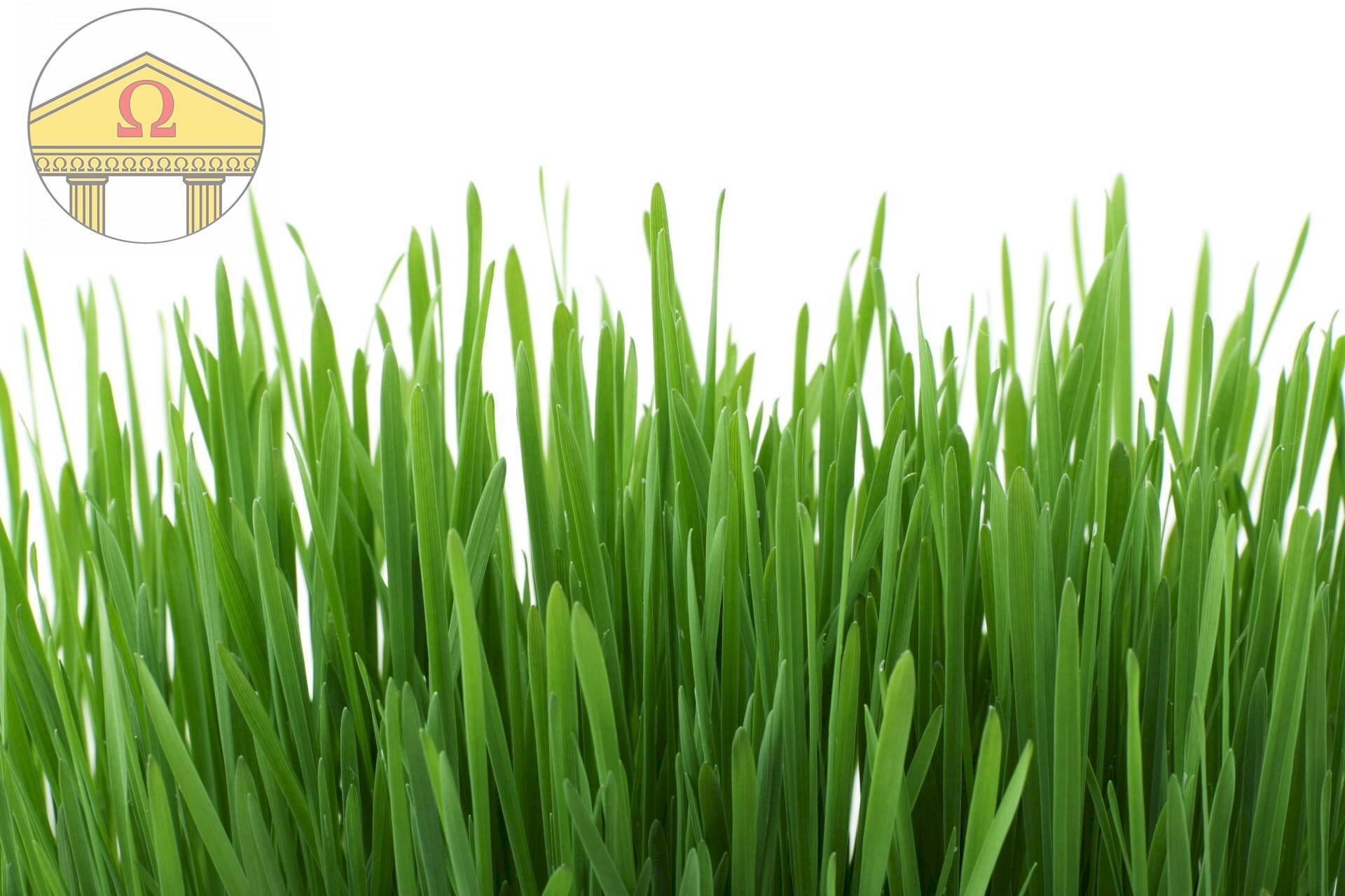 Foto 2 - Building land Treviso - photo 2