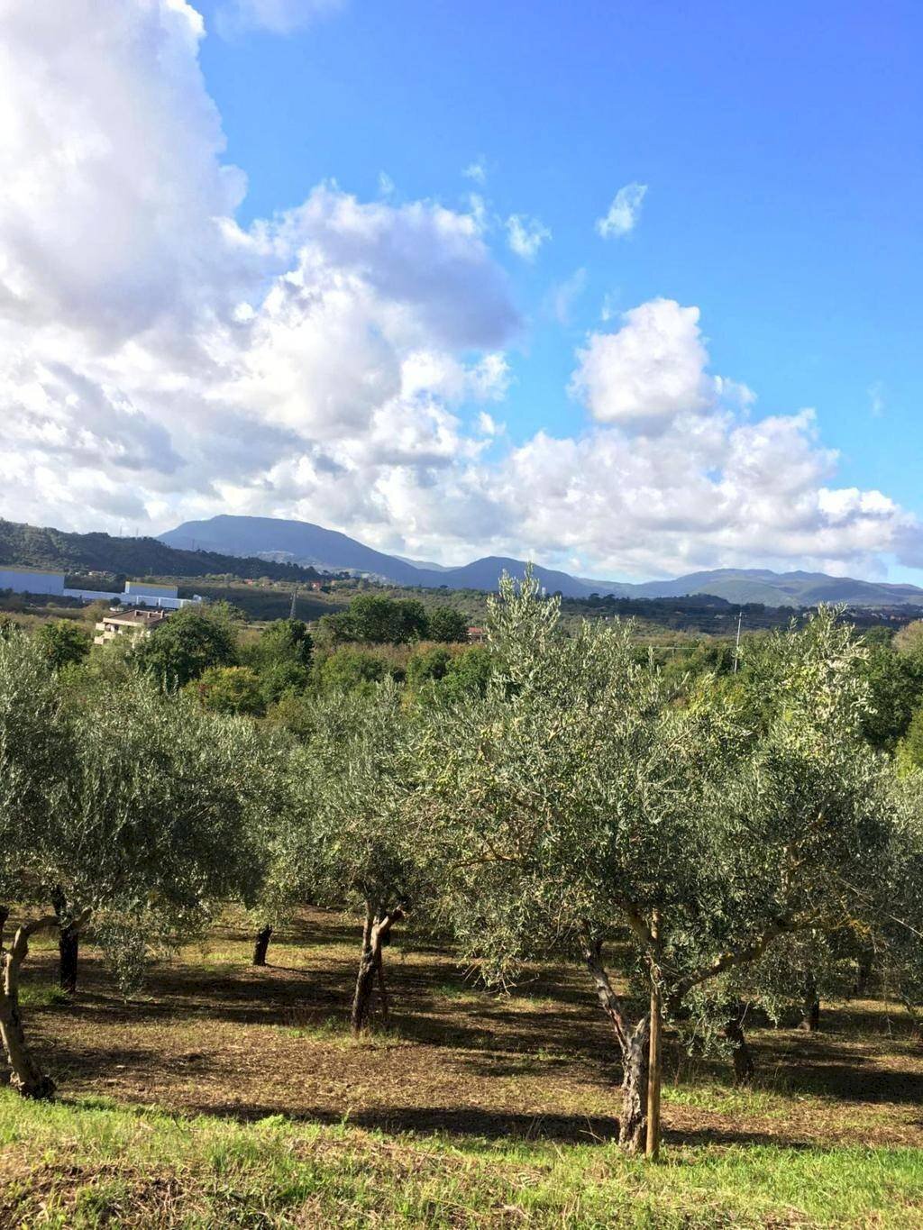 Foto 1 - Agricultural land Via Alimata, Montefredane - photo 1