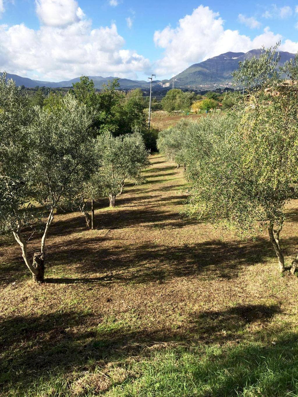 Foto 2 - Agricultural land Via Alimata, Montefredane - photo 2