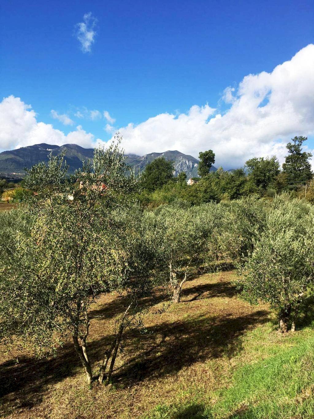 Foto 3 - Agricultural land Via Alimata, Montefredane - photo 3