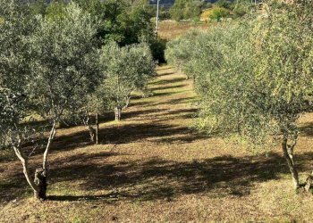 Foto 2 - Terreno agricolo Via Alimata, Montefredane - foto 2