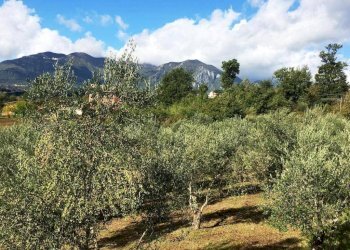 Foto 3 - Terreno agricolo Via Alimata, Montefredane - foto 3