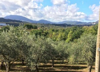 Foto 4 - Terreno agricolo Via Alimata, Montefredane - foto 4