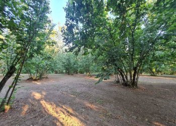 Foto 1 - Terreno agricolo contrada alimata, Montefredane - foto 1