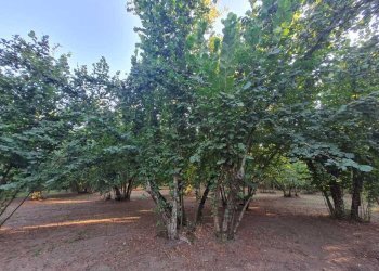 Foto 2 - Terreno agricolo contrada alimata, Montefredane - foto 2