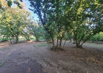 Foto 4 - Terreno agricolo contrada alimata, Montefredane - foto 4