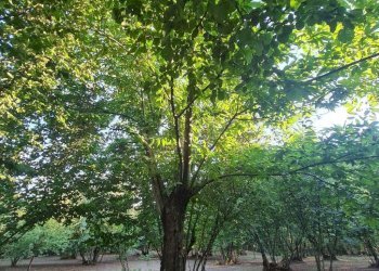 Foto 7 - Terreno agricolo contrada alimata, Montefredane - foto 7