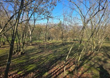 Foto 1 - Terreno agricolo Via san prisco, Manocalzati - foto 1