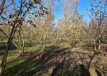 Foto 10 - Terreno agricolo Via san prisco, Manocalzati - foto 10