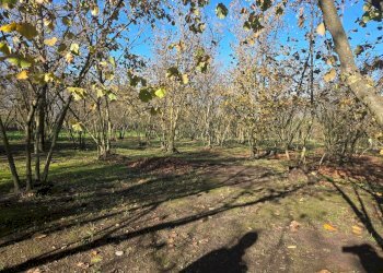 Foto 11 - Terreno agricolo Via san prisco, Manocalzati - foto 11