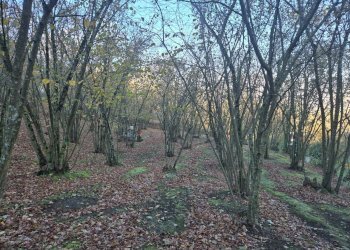 Foto 14 - Terreno agricolo Via san prisco, Manocalzati - foto 14