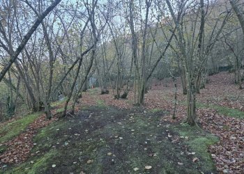 Foto 15 - Terreno agricolo Via san prisco, Manocalzati - foto 15