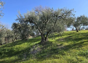 Foto 8 - Terreno agricolo via Santo Stefano, Montemarano - foto 8