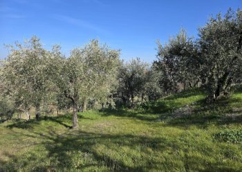 Foto 9 - Terreno agricolo via Santo Stefano, Montemarano - foto 9