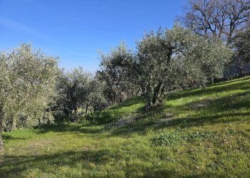 Foto 10 - Terreno agricolo via Santo Stefano, Montemarano - foto 10