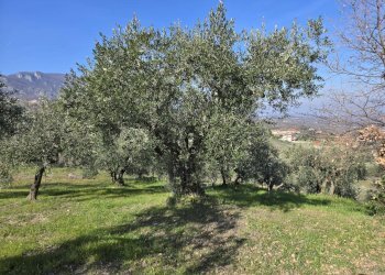 Foto 11 - Terreno agricolo via Santo Stefano, Montemarano - foto 11