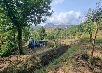 Foto 5 - Terreno agricolo sp18, Montoro - foto 5