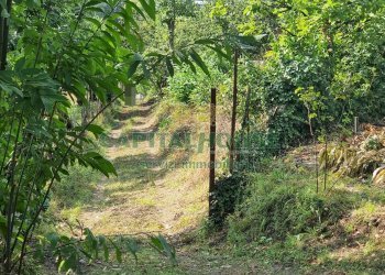 Foto 6 - Terreno agricolo sp18, Montoro - foto 6