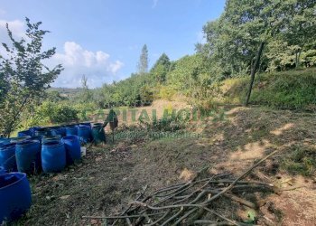 Foto 8 - Terreno agricolo sp18, Montoro - foto 8