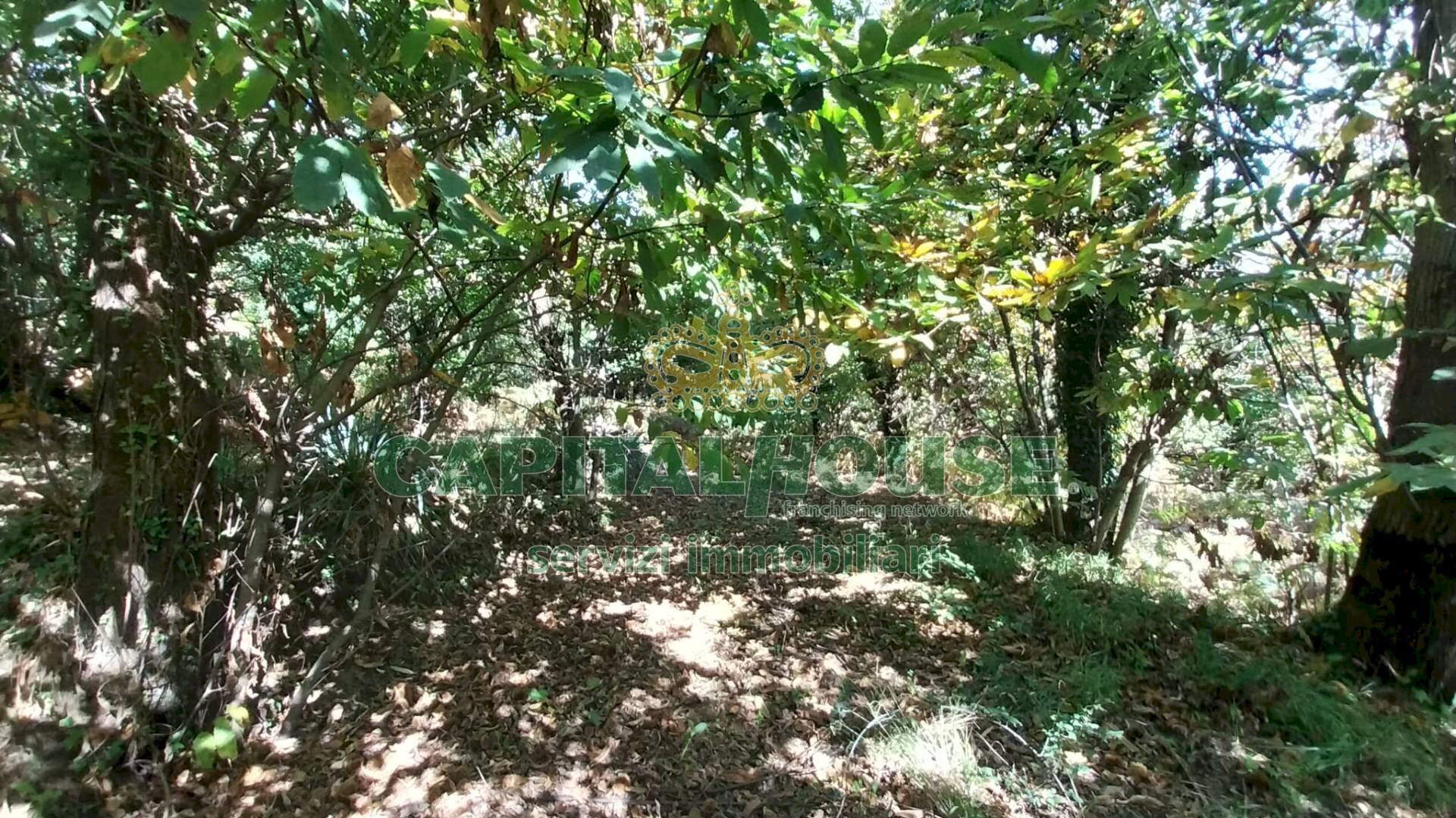 Foto 2 - Terreno agricolo via parrelle, Montoro - foto 2