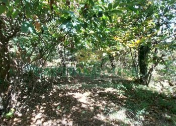 Foto 2 - Terreno agricolo via parrelle, Montoro - foto 2