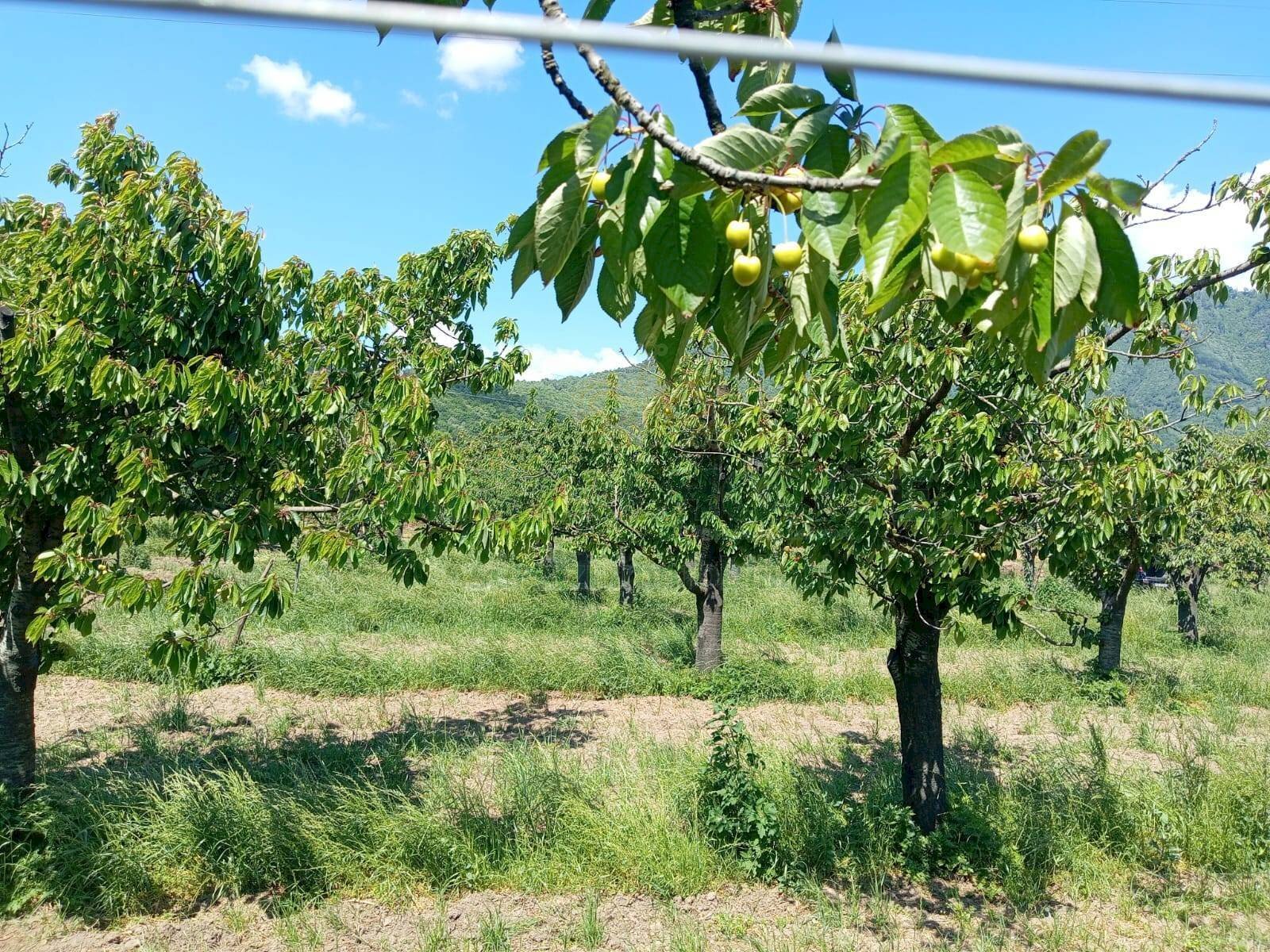 Foto 1 - Terreno agricolo corso Pietro Ascolese, Montoro - foto 1