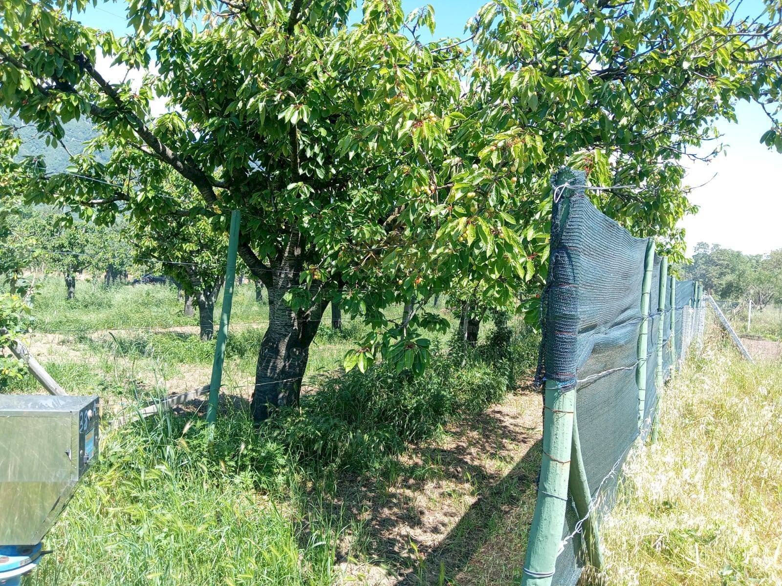 Foto 2 - Terreno agricolo corso Pietro Ascolese, Montoro - foto 2