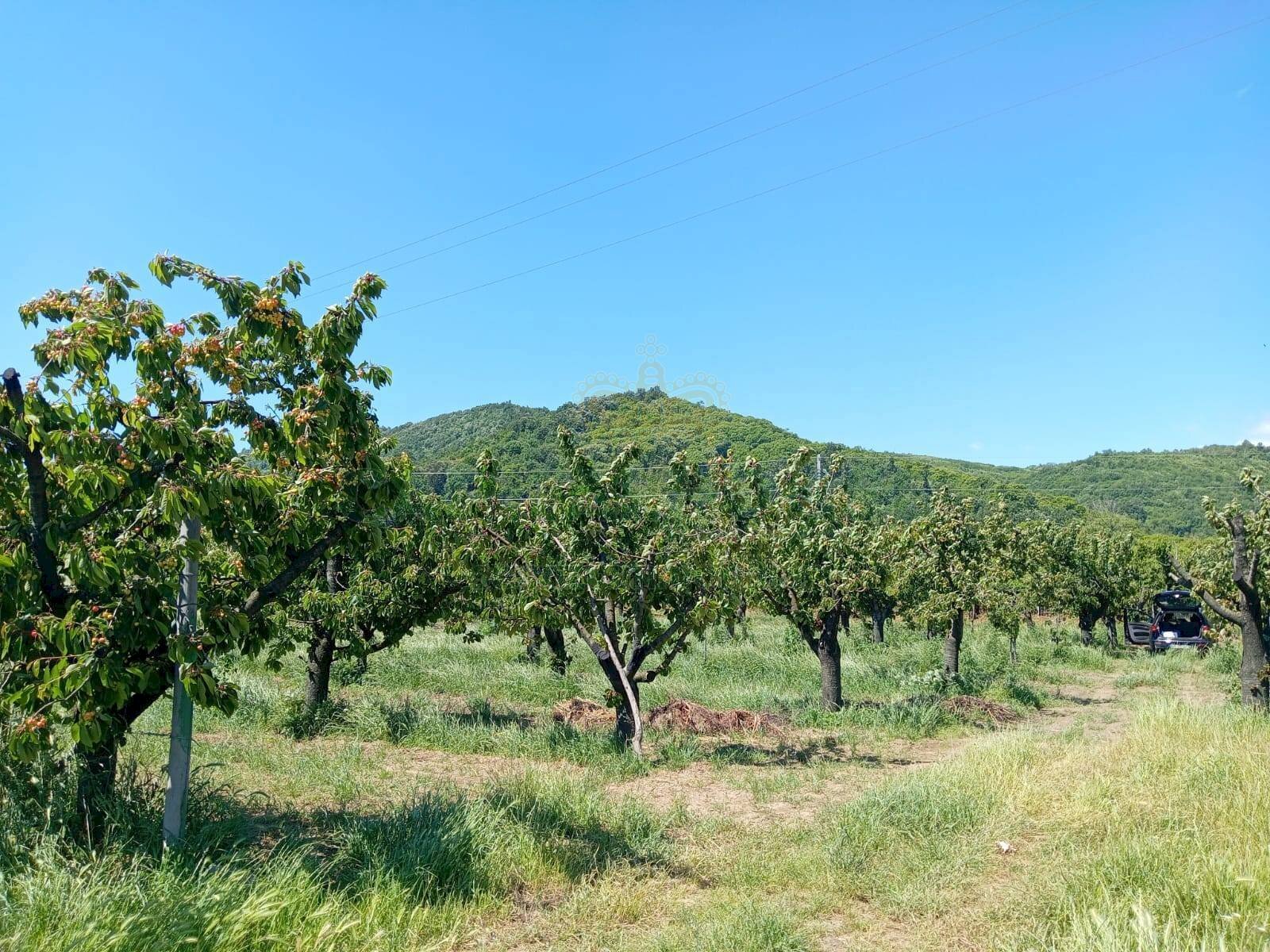 Foto 3 - Terreno agricolo corso Pietro Ascolese, Montoro - foto 3