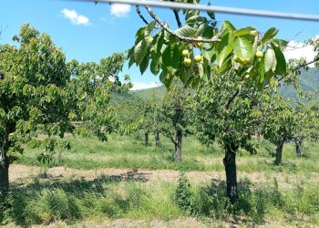 Foto 1 - Terreno agricolo corso Pietro Ascolese, Montoro - foto 1