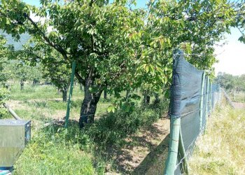 Foto 2 - Terreno agricolo corso Pietro Ascolese, Montoro - foto 2