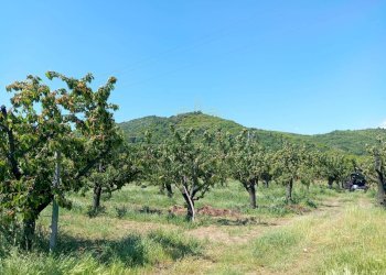 Foto 3 - Terreno agricolo corso Pietro Ascolese, Montoro - foto 3