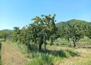 Foto 4 - Terreno agricolo corso Pietro Ascolese, Montoro - foto 4