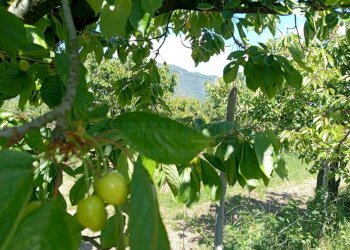 Foto 5 - Terreno agricolo corso Pietro Ascolese, Montoro - foto 5