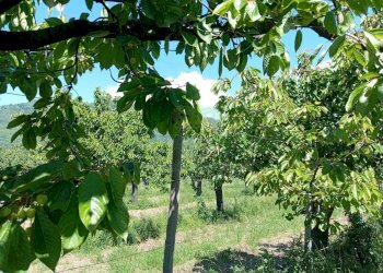 Foto 7 - Terreno agricolo corso Pietro Ascolese, Montoro - foto 7