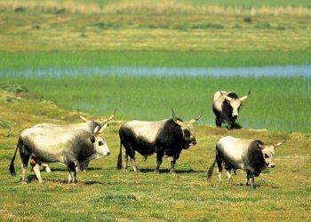 Foto 5 - Residence Marina di Grosseto, Grosseto - foto 5