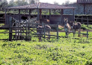 Foto 6 - Azienda agricola pitigliano, Pitigliano - foto 6