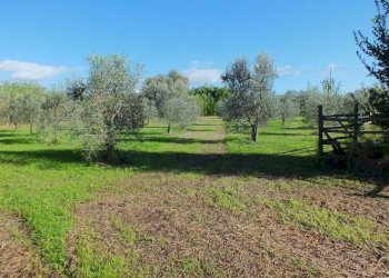 Foto 7 - Azienda agricola pitigliano, Pitigliano - foto 7