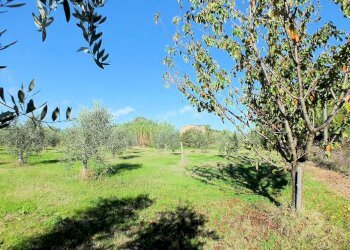 Foto 8 - Azienda agricola pitigliano, Pitigliano - foto 8