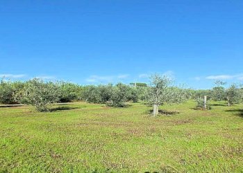 Foto 13 - Azienda agricola pitigliano, Pitigliano - foto 13