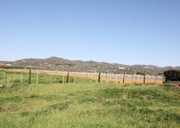 Foto 5 - Terreno edificabile Larciano - foto 5