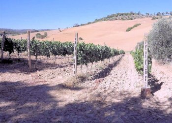 Foto 9 - Rustico Pereta, Magliano in Toscana - foto 9