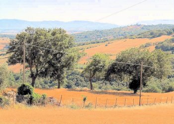 Foto 13 - Rustico Pereta, Magliano in Toscana - foto 13